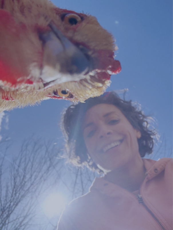 Hestia and Leila listen to podcasts on the farm Hestia and Leila listen to podcasts on the farm